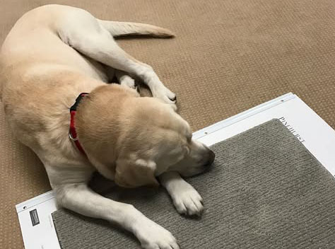 Sleeping on the job, literally